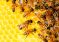 La abeja de la miel: un ejemplo del diseño inteligente